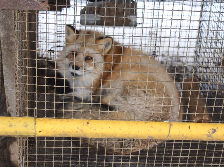 Loomaõiguslaste kriitika karusloomakasvatuse mõjuanalüüsile