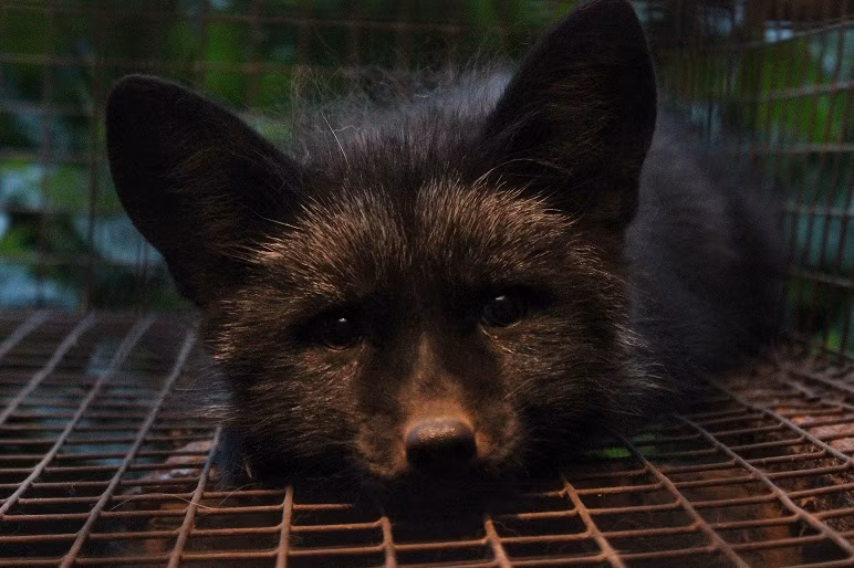 T&auml;na toimub Riigikogu ees meeleavaldus karusloomafarmide keelustamise poolt