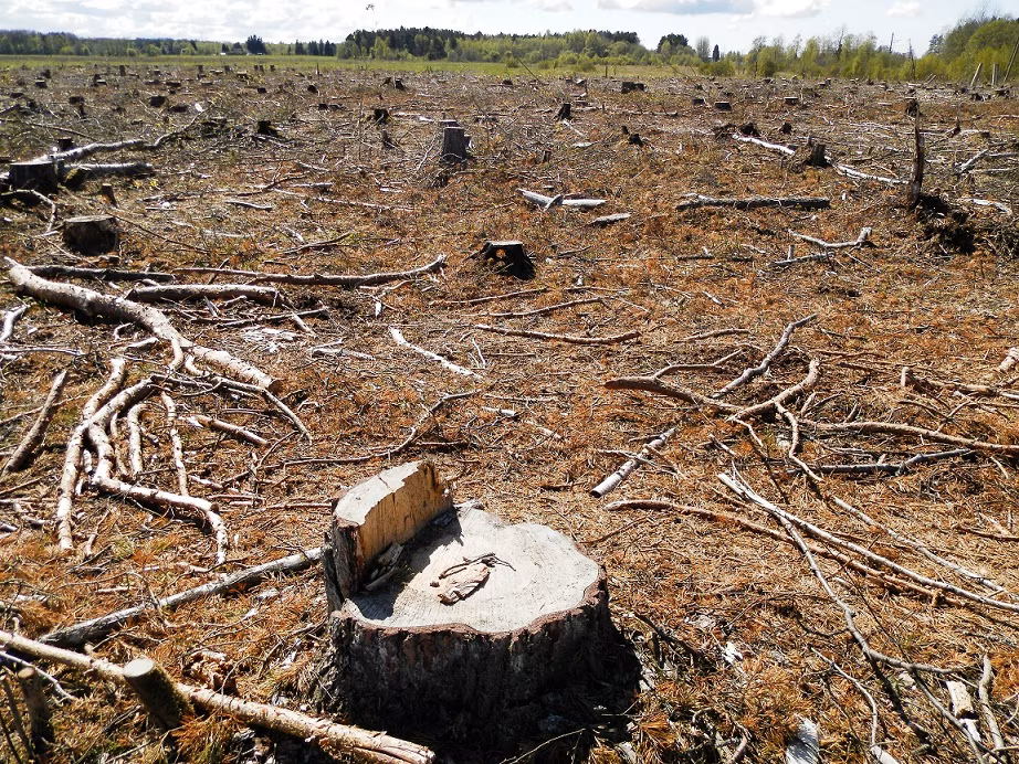 Kehtiv metsanduspoliitika on ohuks Eesti metsade liigirikkusele