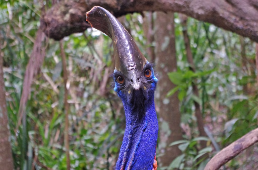 Linnast merep&otilde;hjas Aafrika Metsiku L&auml;&auml;neni ehk eile algas Matsalu loodusfilmide festival