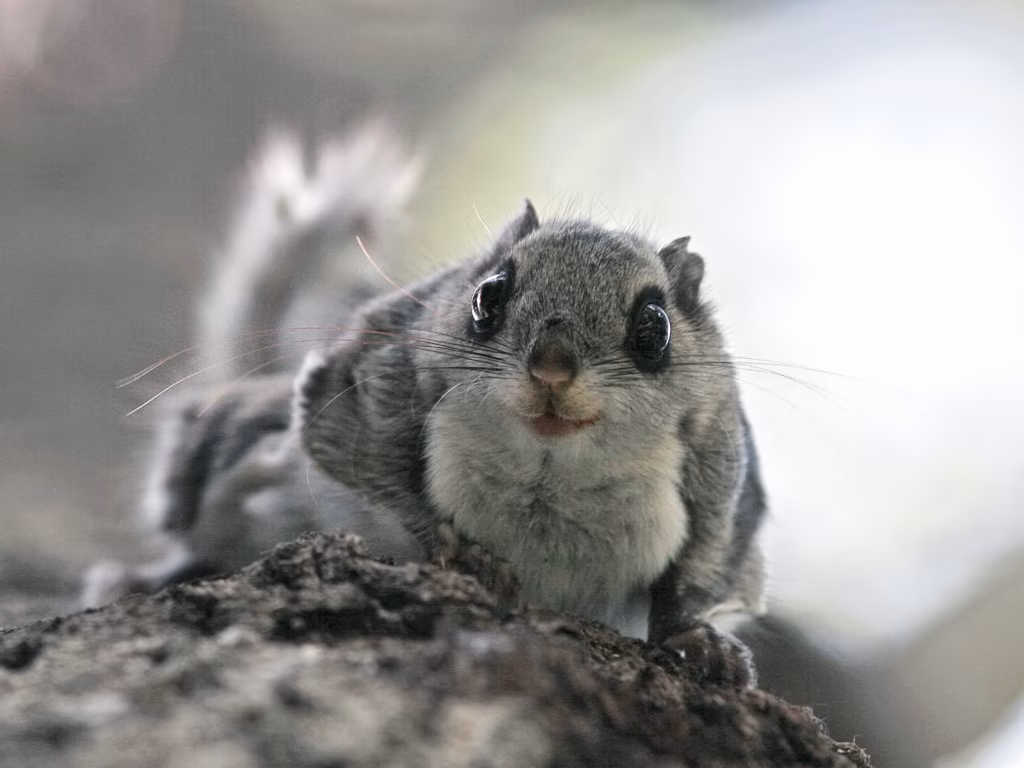 Lendorava olukord Eesti metsades on &uuml;likriitiline