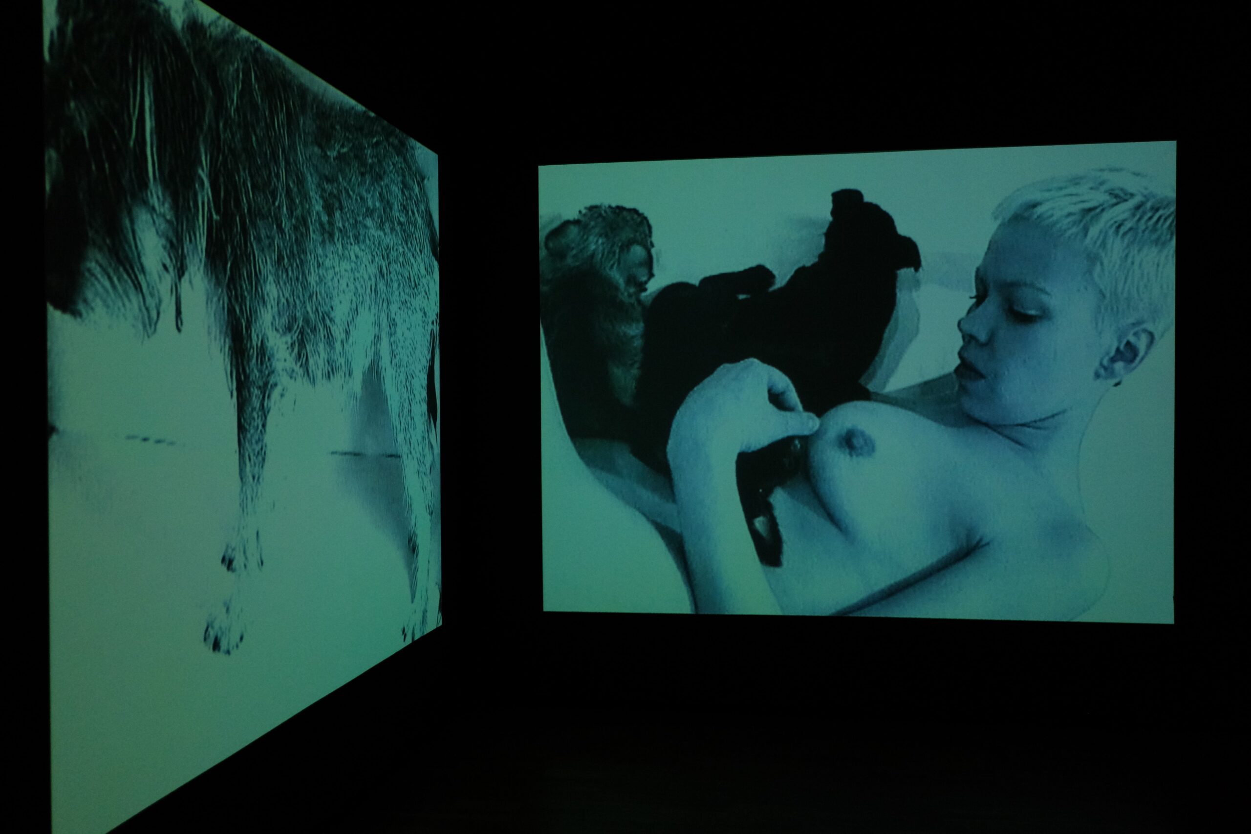 Ene-Liis Semperi videoinstallatsioon „Tugevama õigusega" (1998) „Kumu hittide" näitusel. Foto: Hannes Aasamets