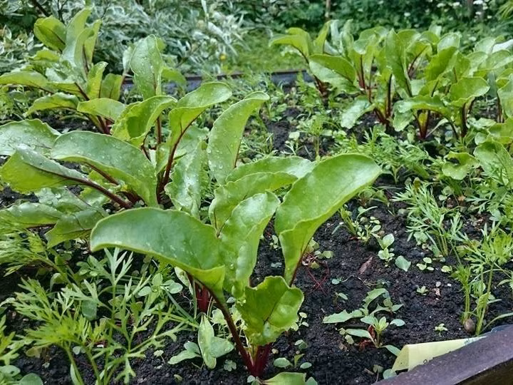 Vaksali kogukonnaaia avamine