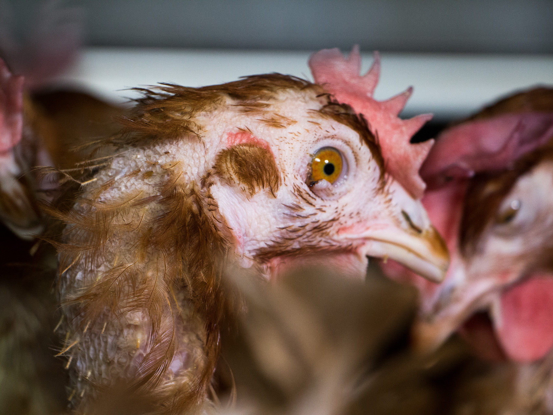 Kanad munafarmis. Foto: Dzīvnieku brīvība