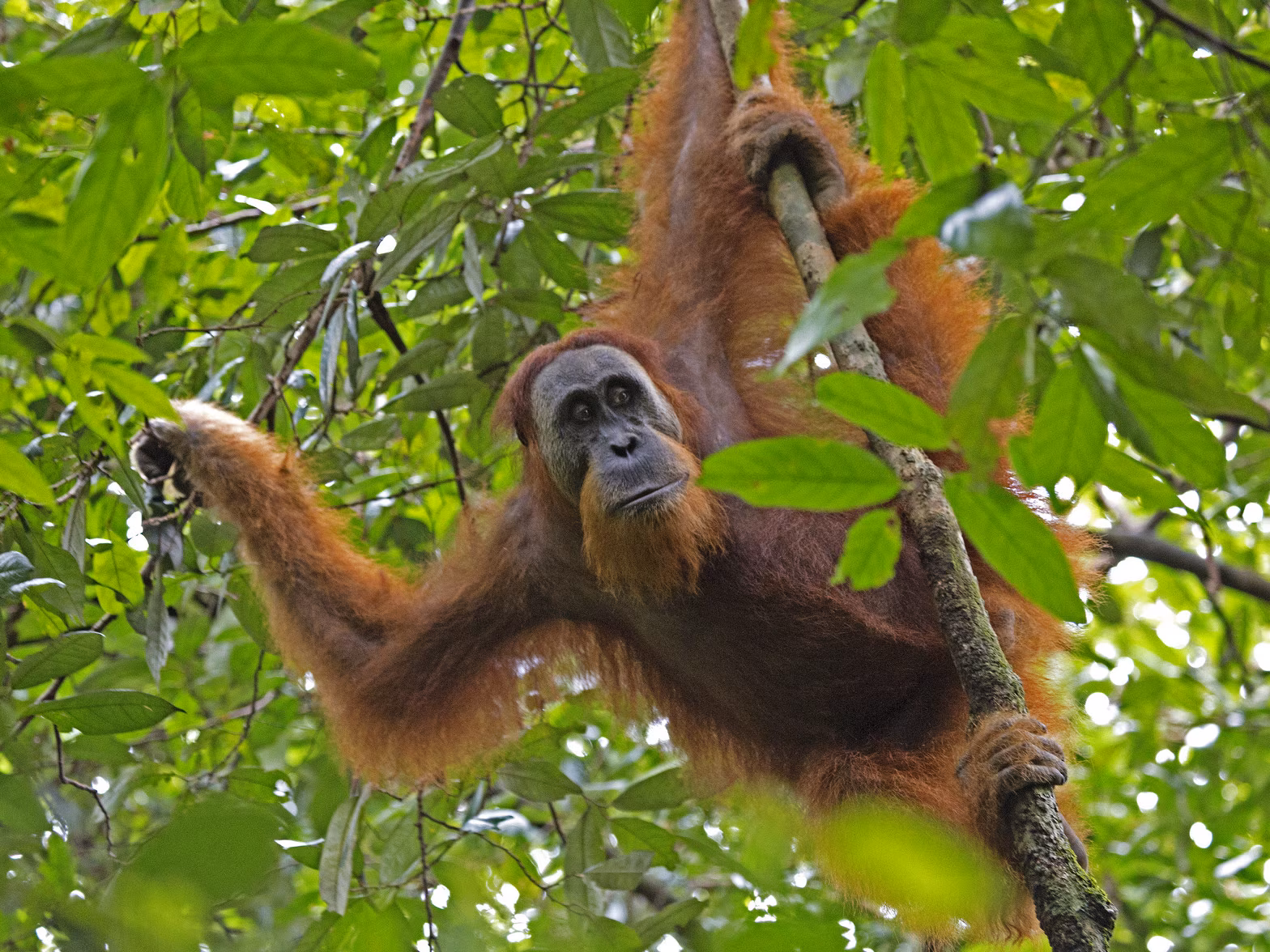 Palmiõlitööstus hävitab paradiisi