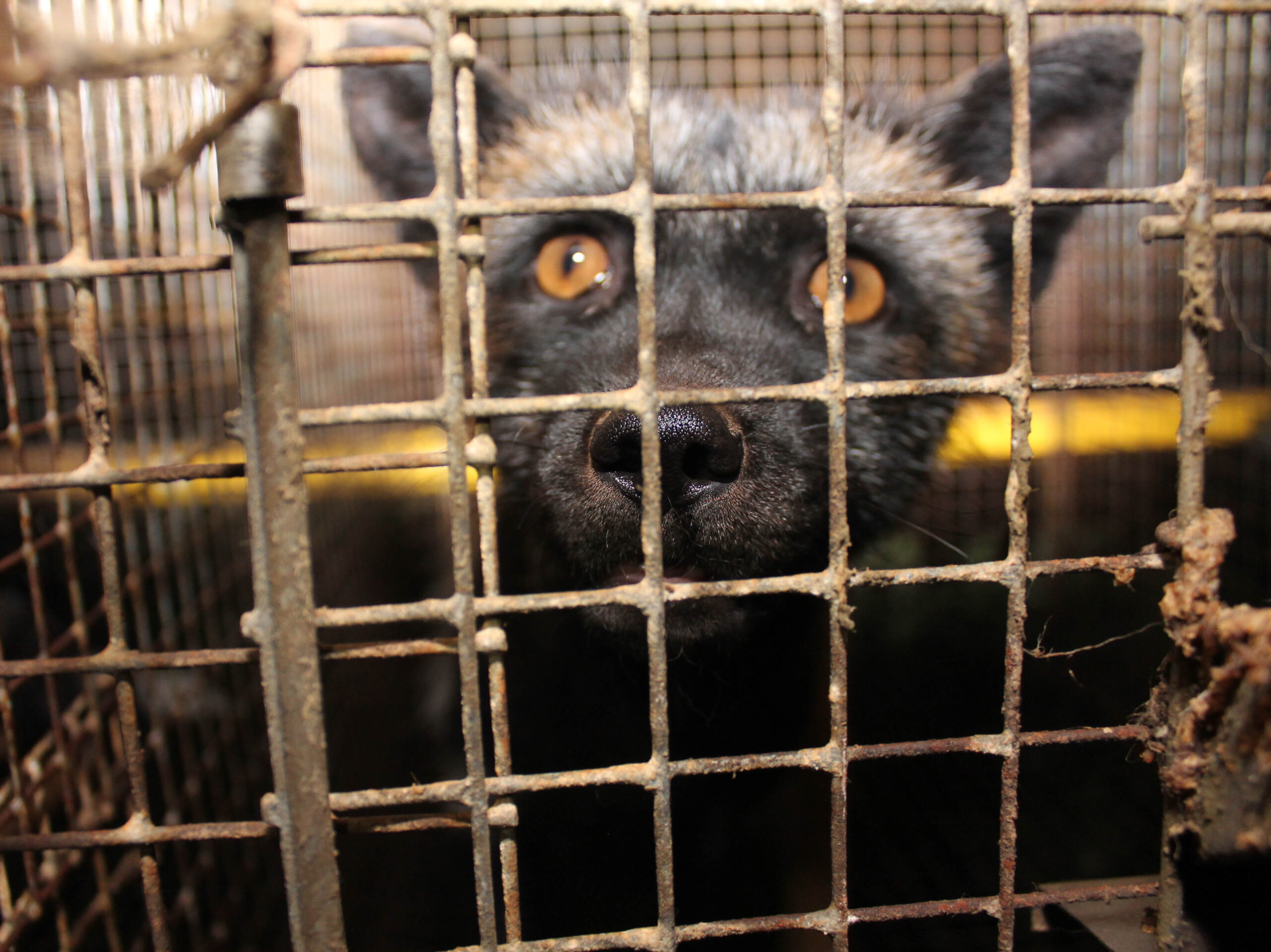Loomad Karjaküla karusloomafarmis 2014. aastal. Kõik fotod: Loomade Nimel