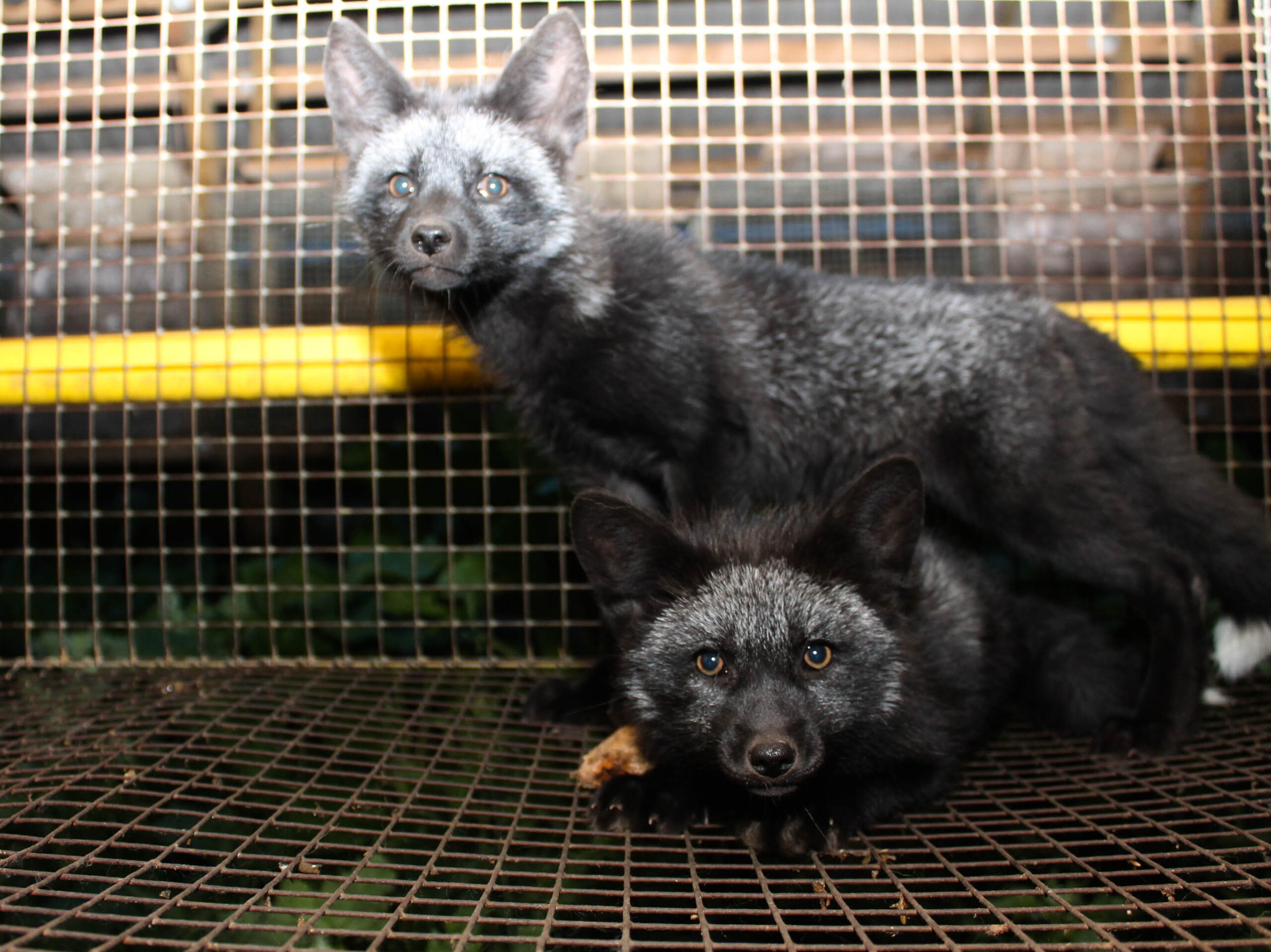 Loomad Karjaküla karusloomafarmis 2014. aastal. Foto: Loomade Nimel