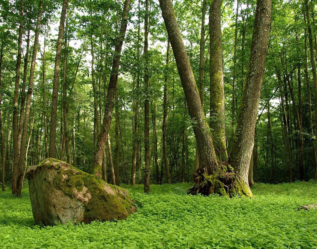 Maavald otsib hiie sõpra!