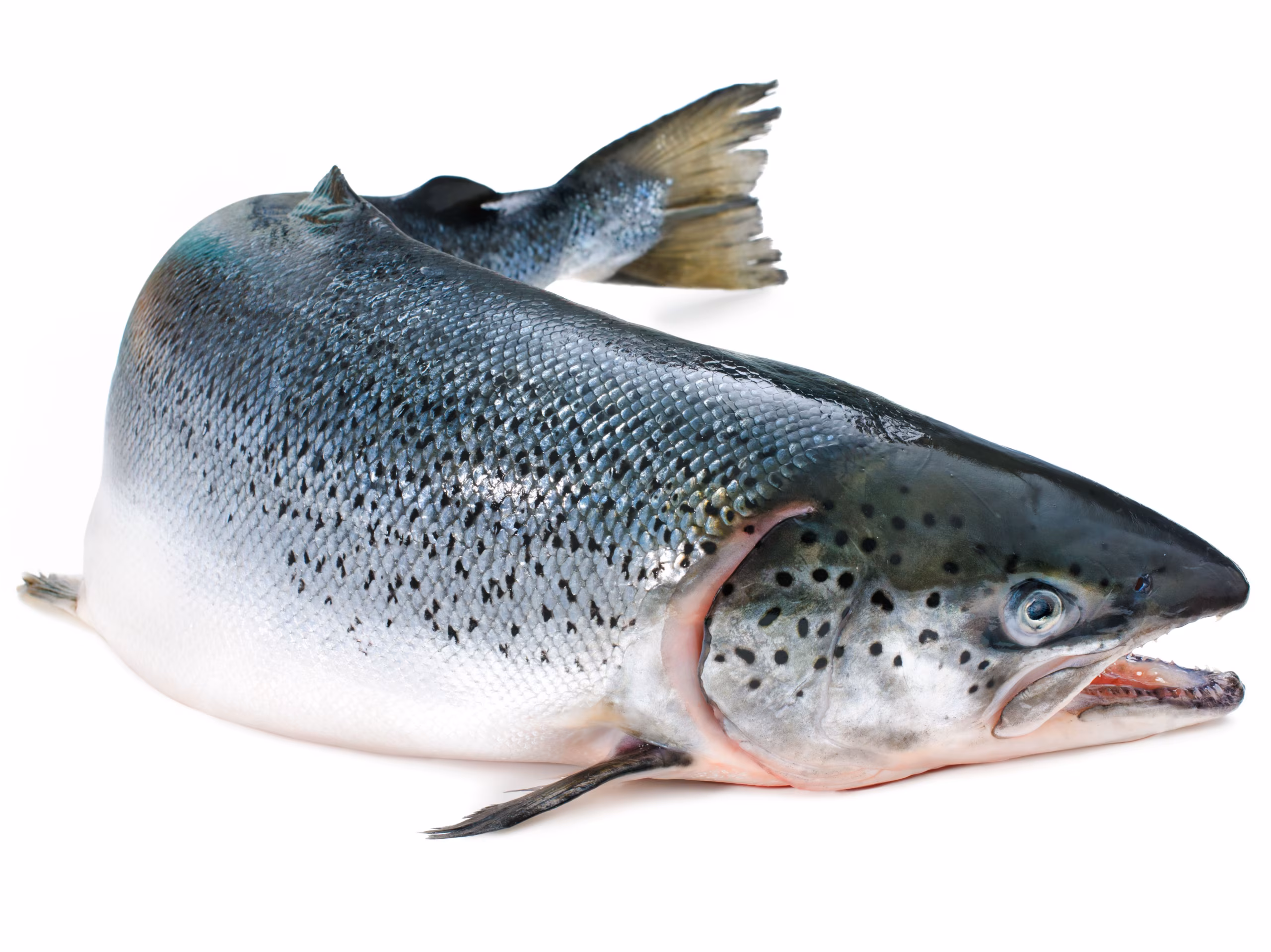 Kaua tehtud kaunikene. Lisanditega Läänemere lõhe