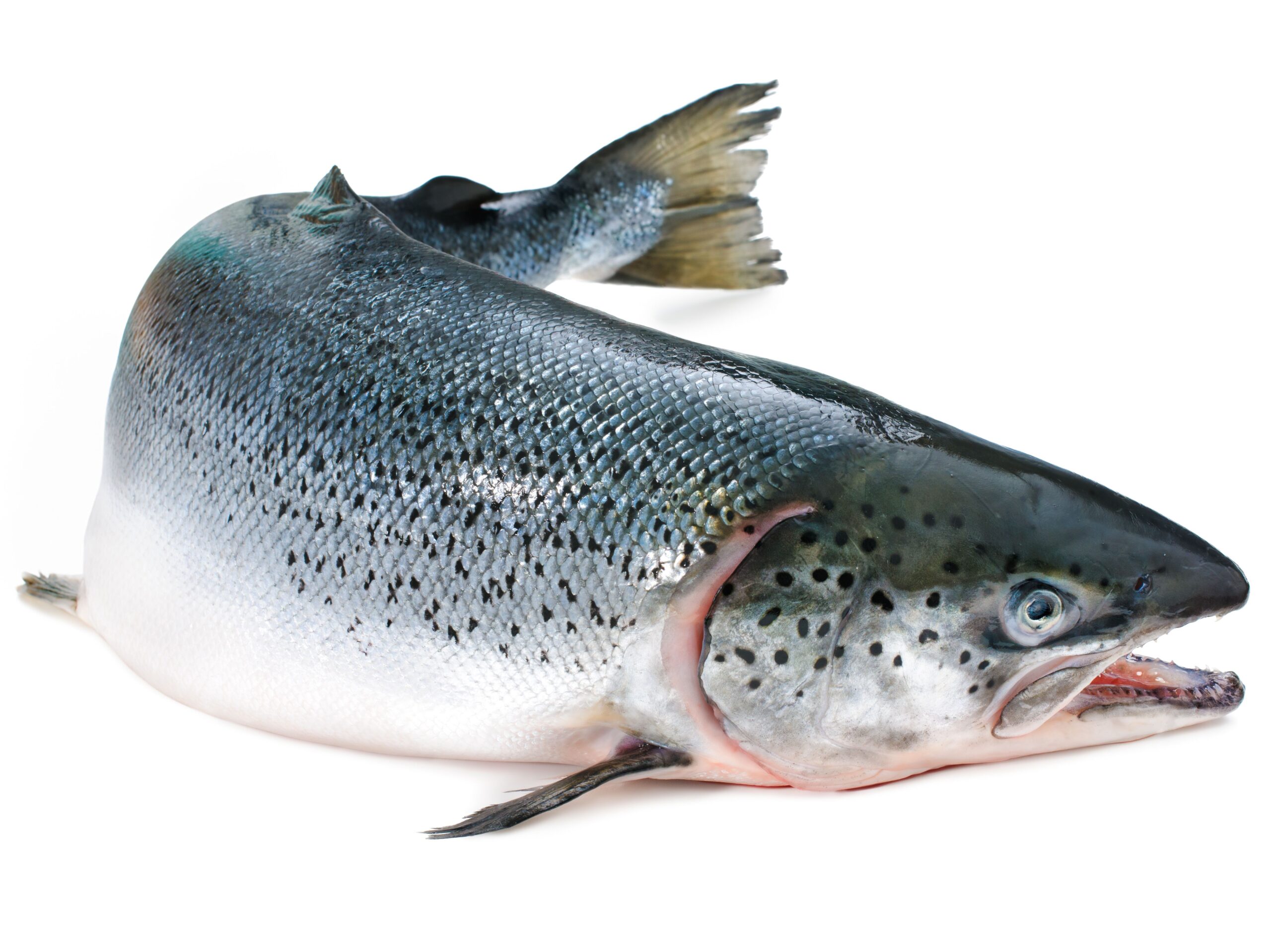 Lõhe ehk lõhi (Salmo salar). Foto: fjordfishmarket.com