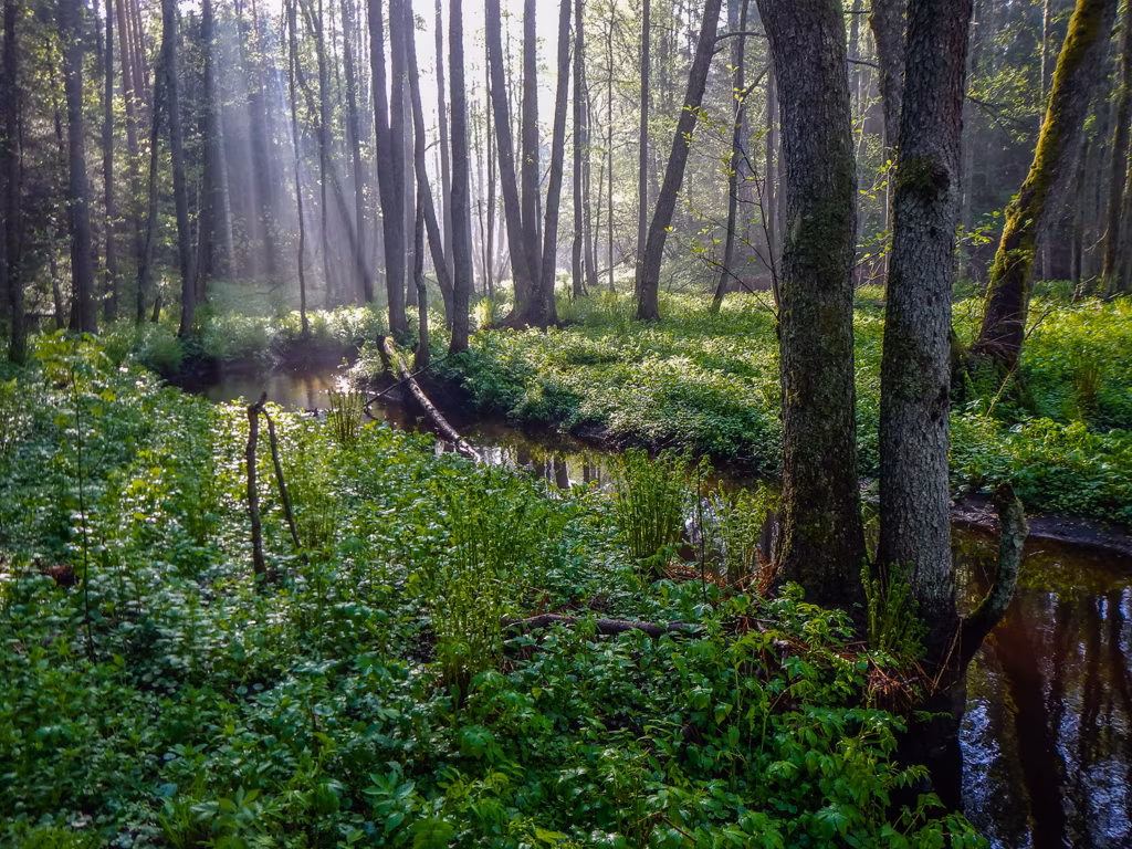 2018. aasta keskkonnas: kodanikuaktiivsus r&otilde;&otilde;mustab, kliimamuutus ja elurikkuse kadu teevad murelikuks