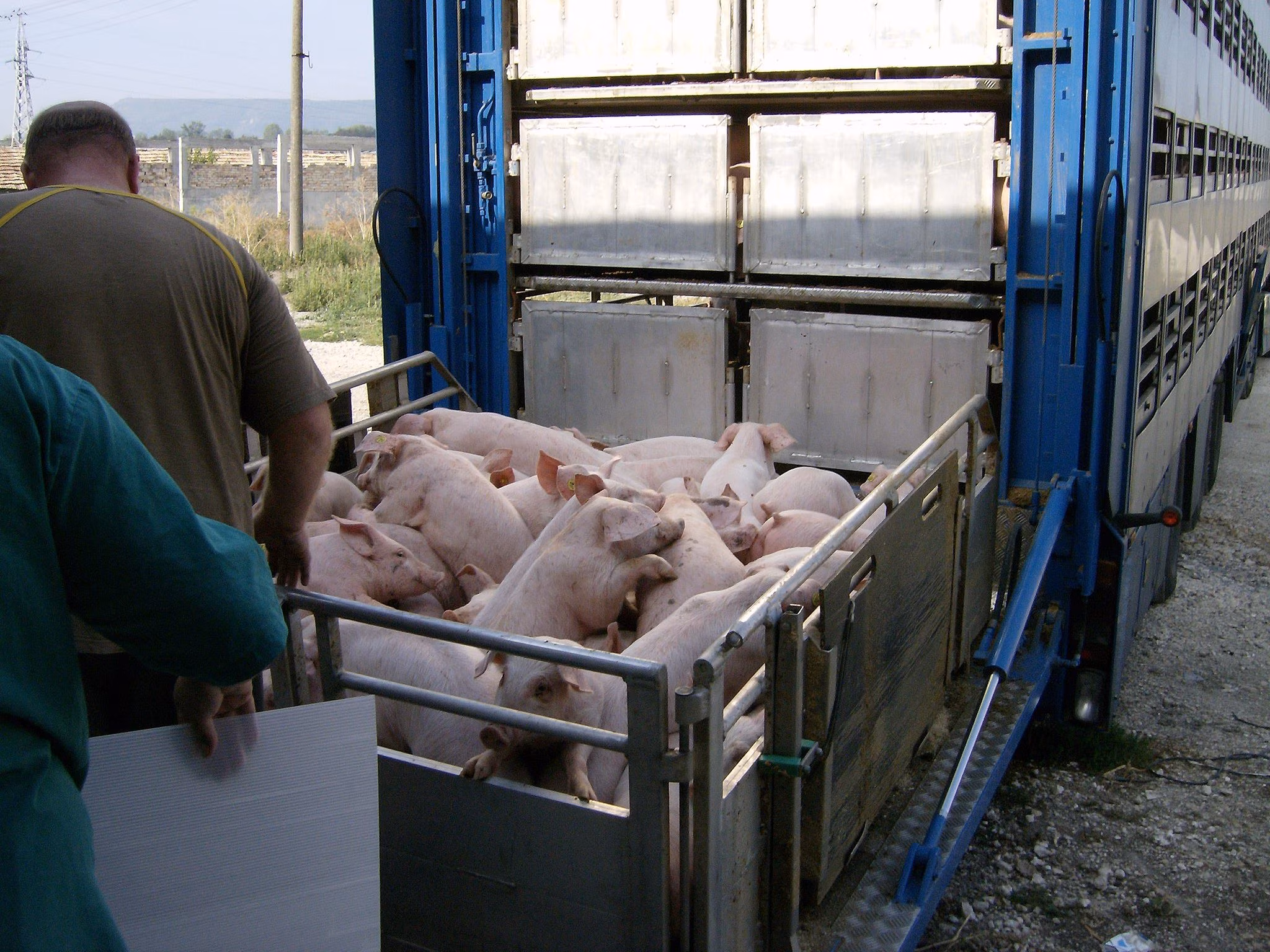 Rohelised kutsuvad üles põllumajandusloomade transporditingimusi parandama