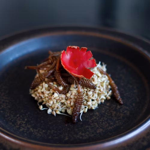 Põldosja kevadvõsud karikseenega