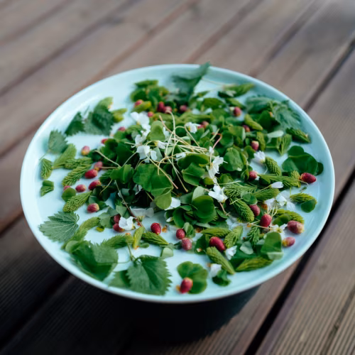 Jänesekapsas, kuusevõrsed, kõrvenõges