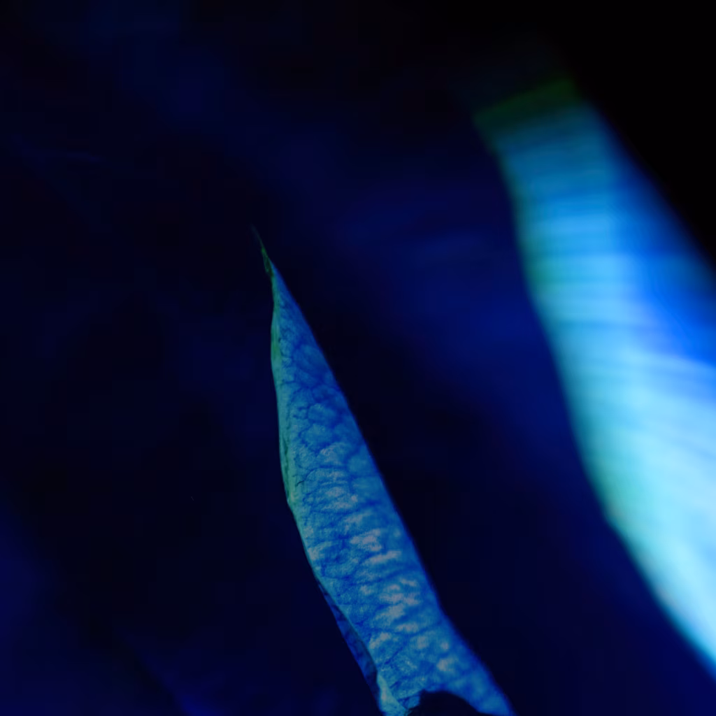 Labrighli &ndash; Blue (M&Uuml;RK, 2019)