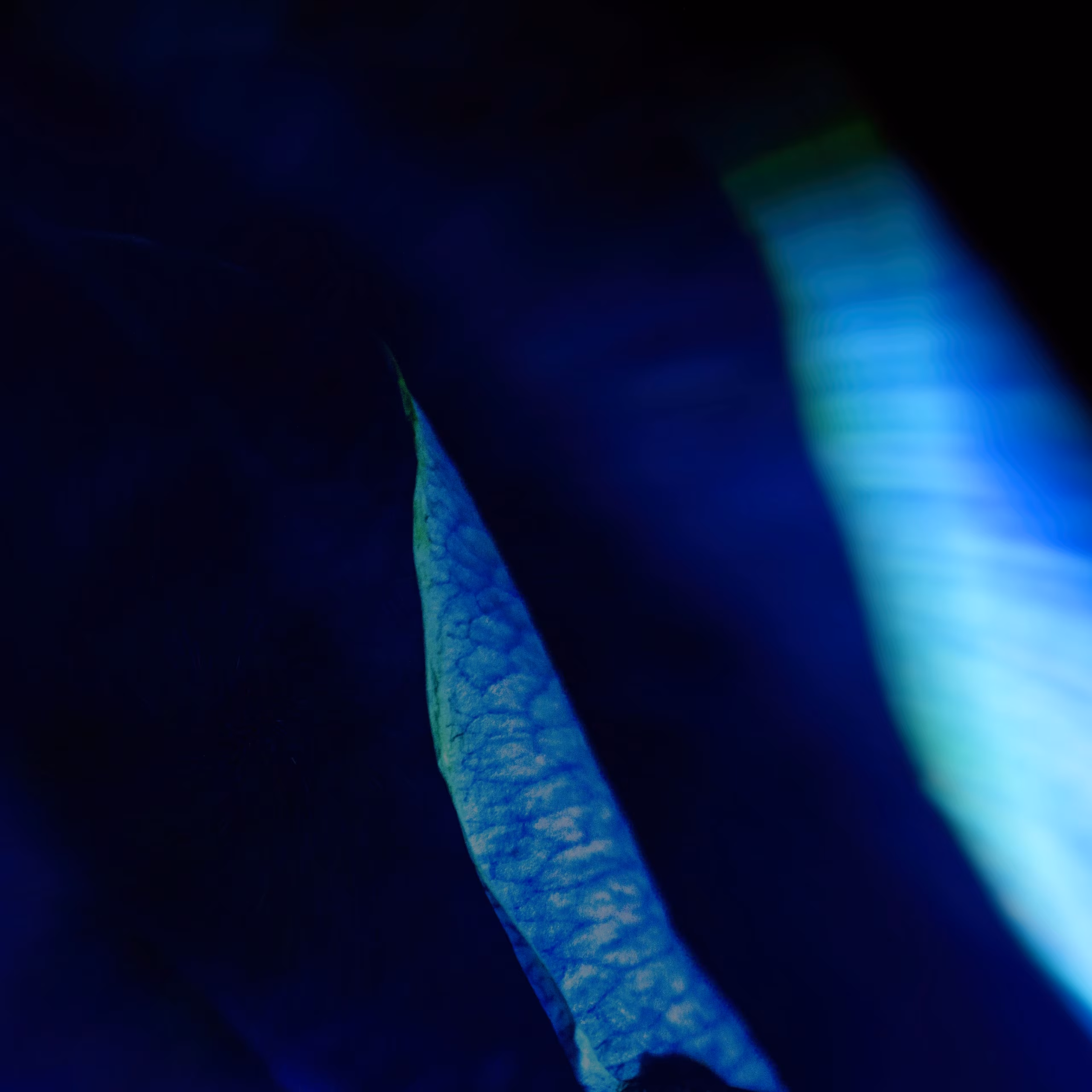 Labrighli – Blue (MÜRK, 2019)