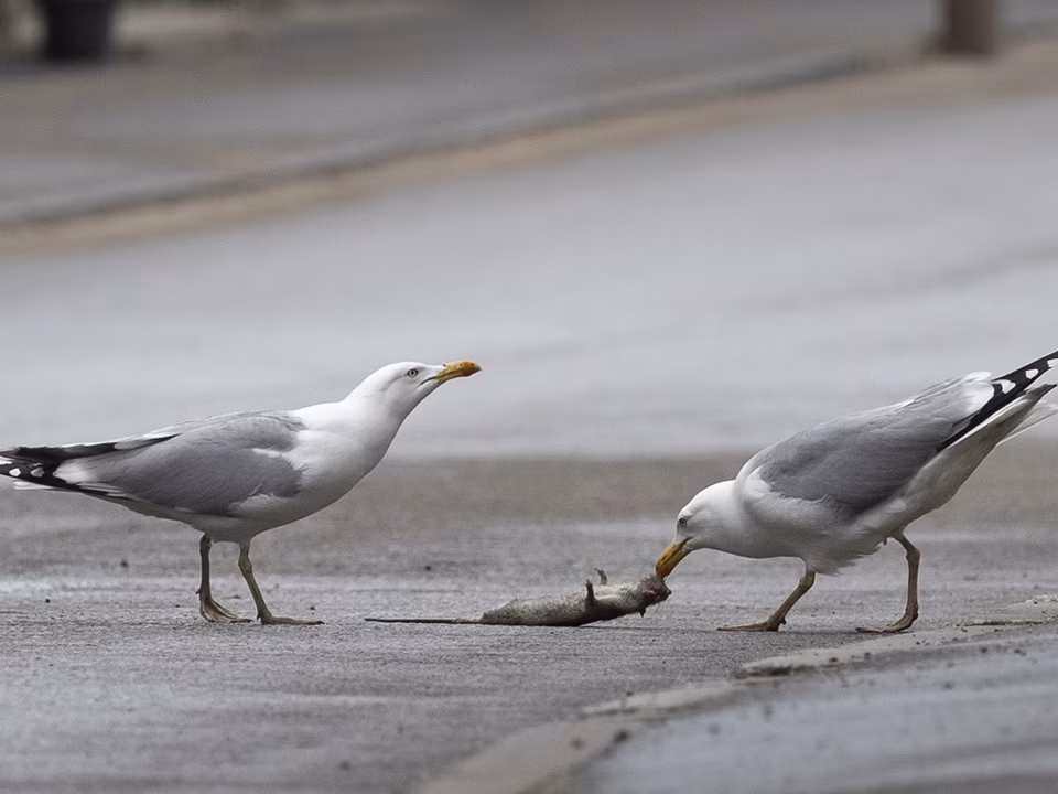 Lindude suhe tehismaterjalide ja tehismaastikega