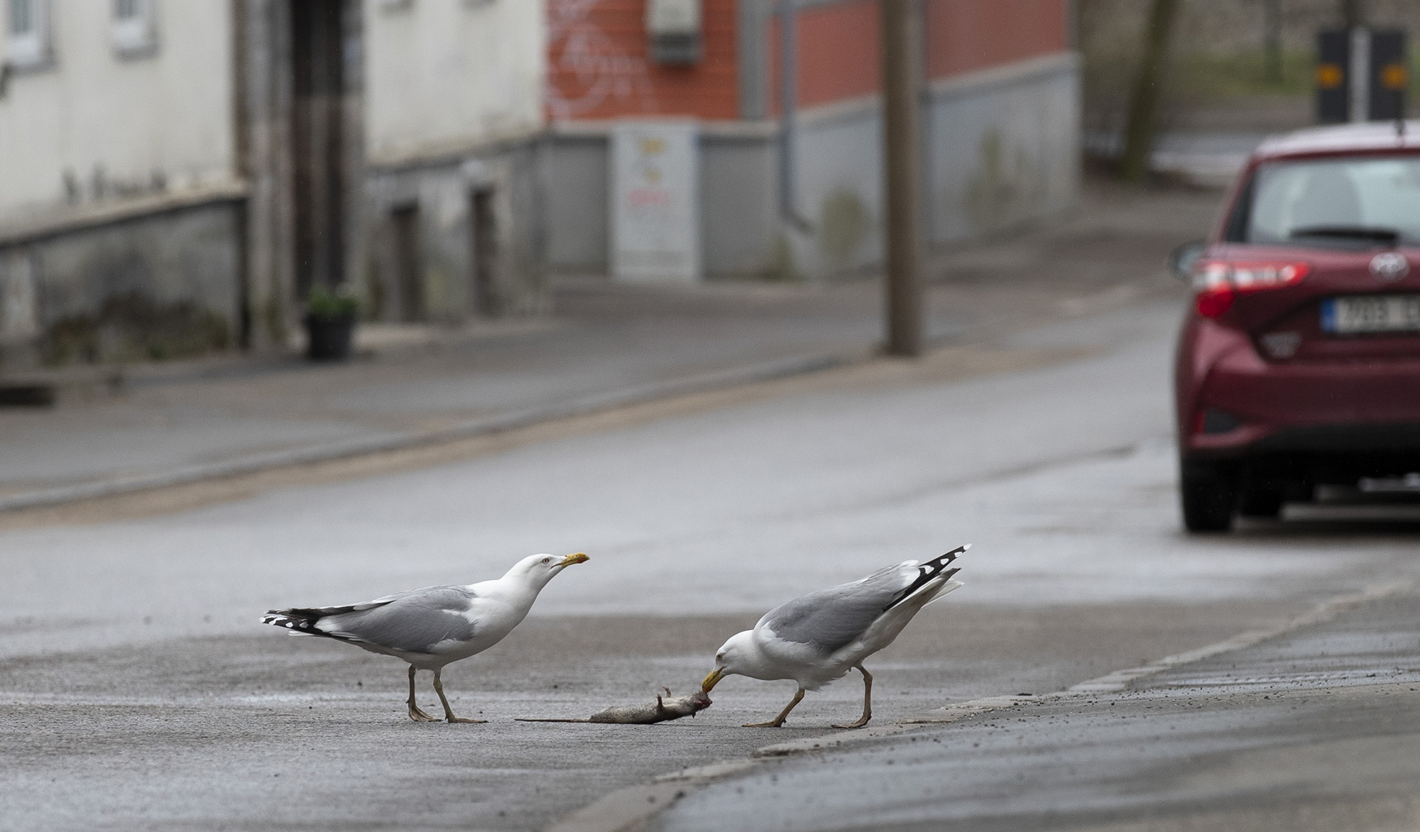 Kajakad maiustavad Talinna tänaval korjusega. Foto: Liis Treimann / Äripäev / Scanpix