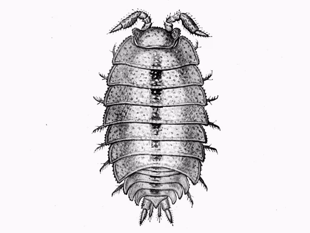 Kodune kultuurimaastik ehk M&auml;rtsikuu kultuurisoovitused