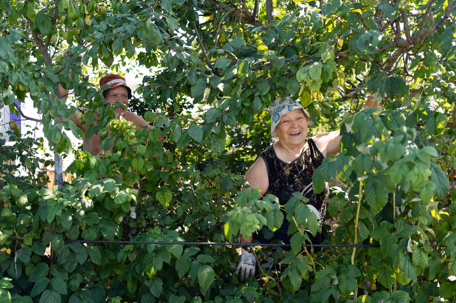 Daatšade renessanss