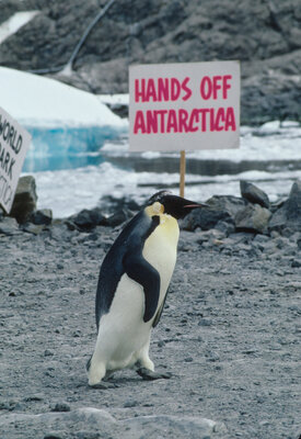 Pingviin jalutamas m&ouml;&ouml;da Greenpeace&rsquo;i protestiaktsioonist Antarktikas, mille eesm&auml;rk oli peatada lennukite maandumisraja ehitus risti l&auml;bi pingviinikoloonia Prantsuse Dumont d&rsquo;Urville&rsquo;i baasis. Foto: Greenpeace / Steve Morgan