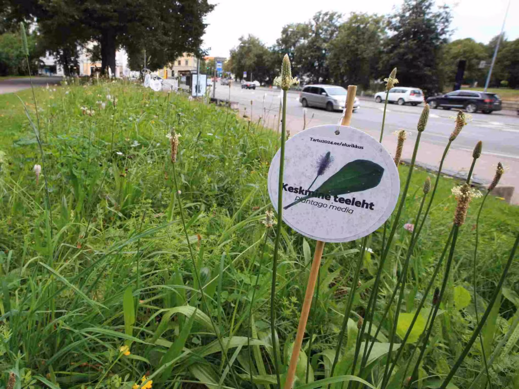 Kuidas r&auml;&auml;kida taimedest?